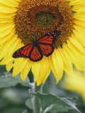 monarch butterfly on sunflower - jigsaw puzzle