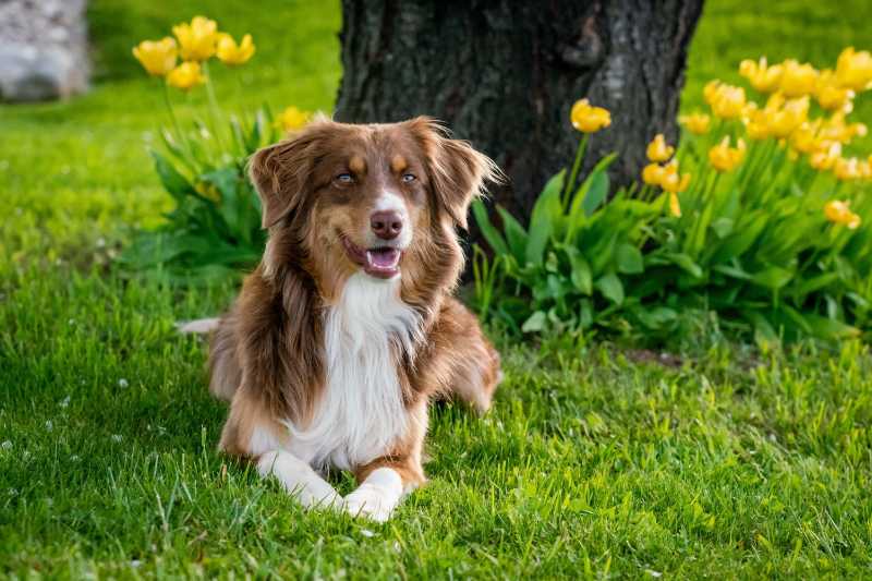 Adorable Brown Dog Sitting on Green Grass Under a Tree