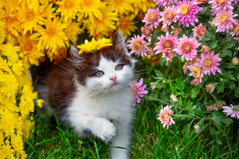 Adorable Kitten Playing in a Garden of Pink and Yellow Flowers
