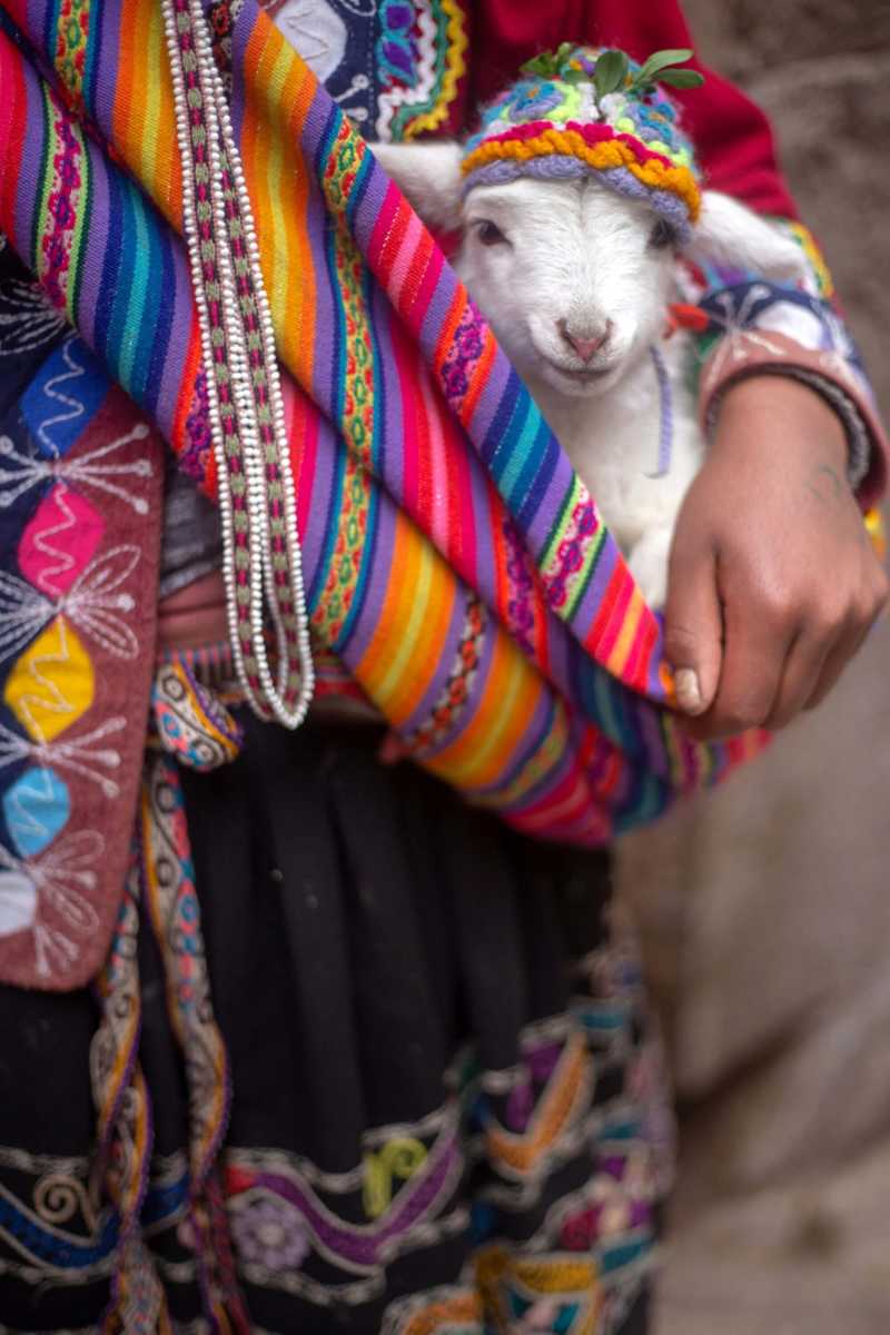 Adorable Lamb in Knitted Hat Carried in Colorful Shawl
