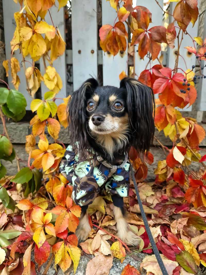 Adorable Long-Haired Chihuahua Mix in Camo Outfit During Autumn