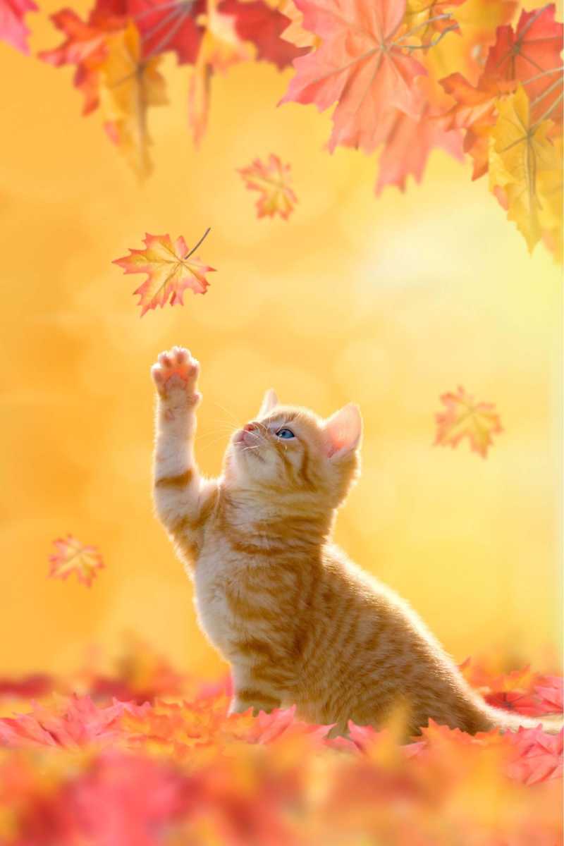 Adorable orange tabby kitten playing with falling maple leaves in a golden autumn setting