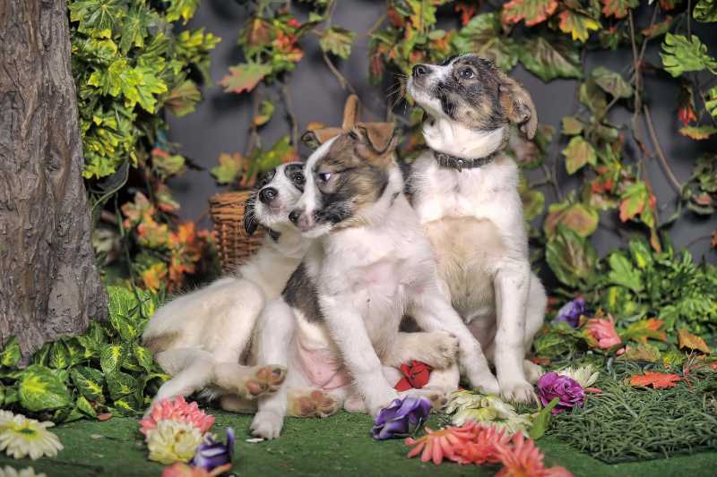 Adorable Puppies Posing in a Studio Forest Setting