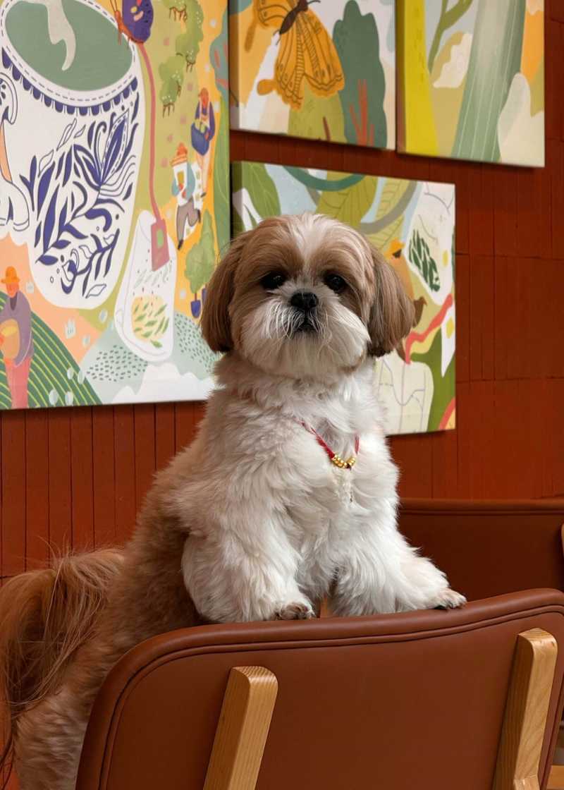 Adorable Shih Tzu in Art-Filled Room