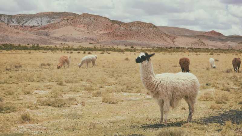 alpaca animals grass grassland - jigsaw puzzle