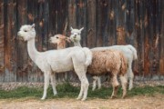 alpaca wool fur herbivores head - jigsaw puzzle