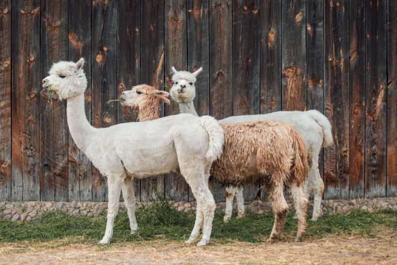 alpaca wool fur herbivores head - jigsaw puzzle