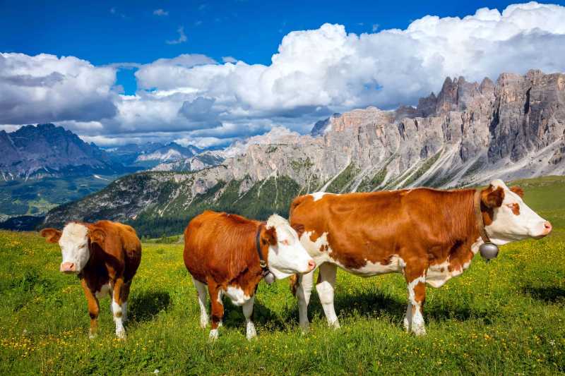 Amazing eco landscape with cows in the alps mountains