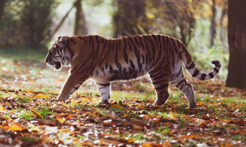 amur tiger tiger predator hunter - jigsaw puzzle