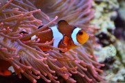 anemonefish clownfish aquarium - jigsaw puzzle