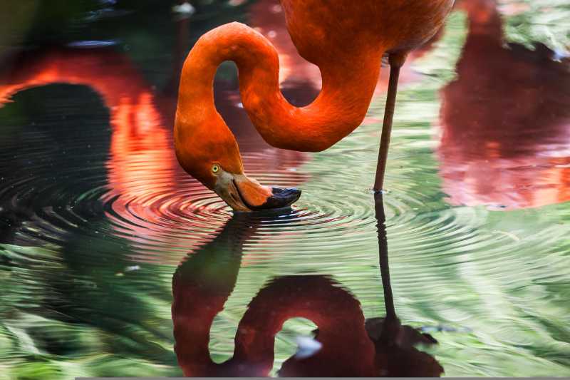 animal flamingo water avian bird - jigsaw puzzle