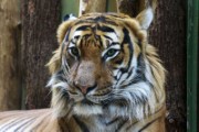 animal tiger portrait zoo big cat - jigsaw puzzle