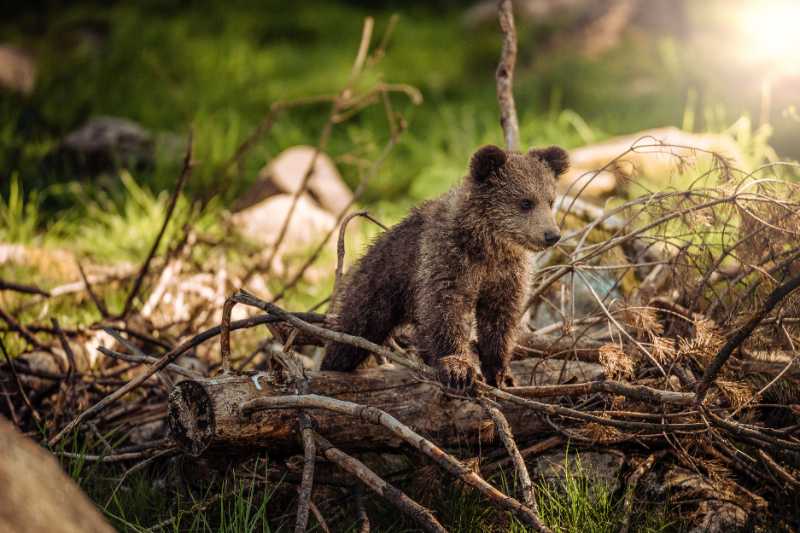 animal bear mammal species fauna - jigsaw puzzle