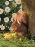 animal mammal rodent squirrel - jigsaw puzzle