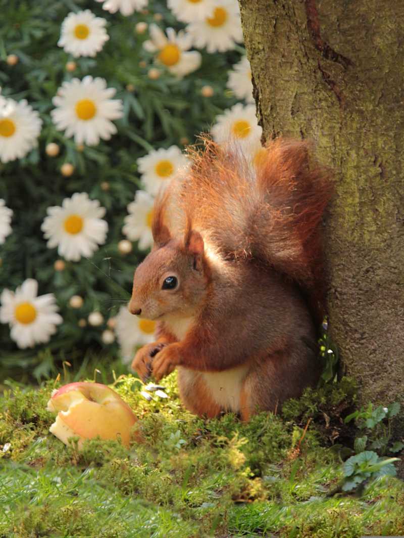 animal mammal rodent squirrel - jigsaw puzzle