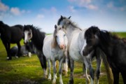 animals equine farm field grass - jigsaw puzzle