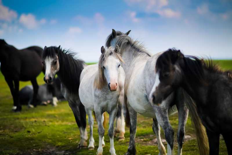 animals equine farm field grass - jigsaw puzzle