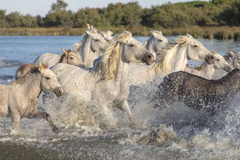 animals camargue horses nature - jigsaw puzzle