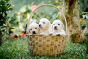 animals puppy canine pet dogs - jigsaw puzzle