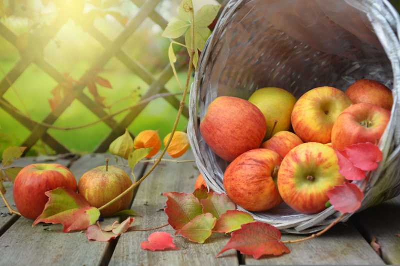 apples leaves fall still life - jigsaw puzzle