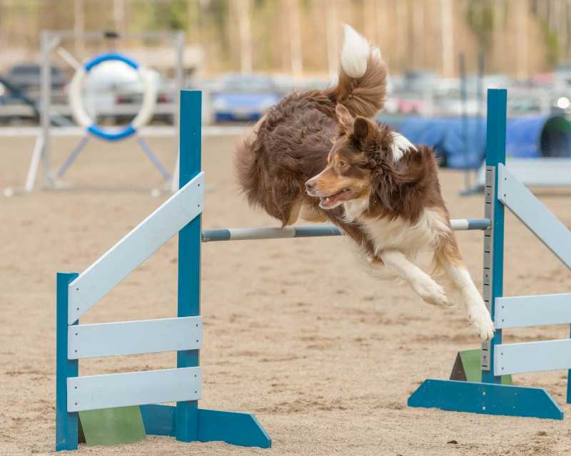 Australian shepherd jumps over an agility hurdle in agility comp