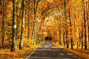 autumn forest road trees - jigsaw puzzle