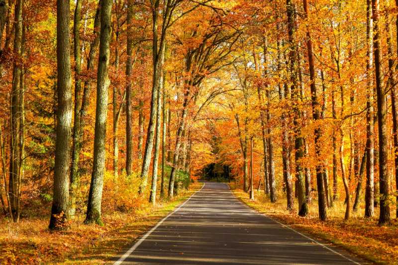 autumn forest road trees - jigsaw puzzle