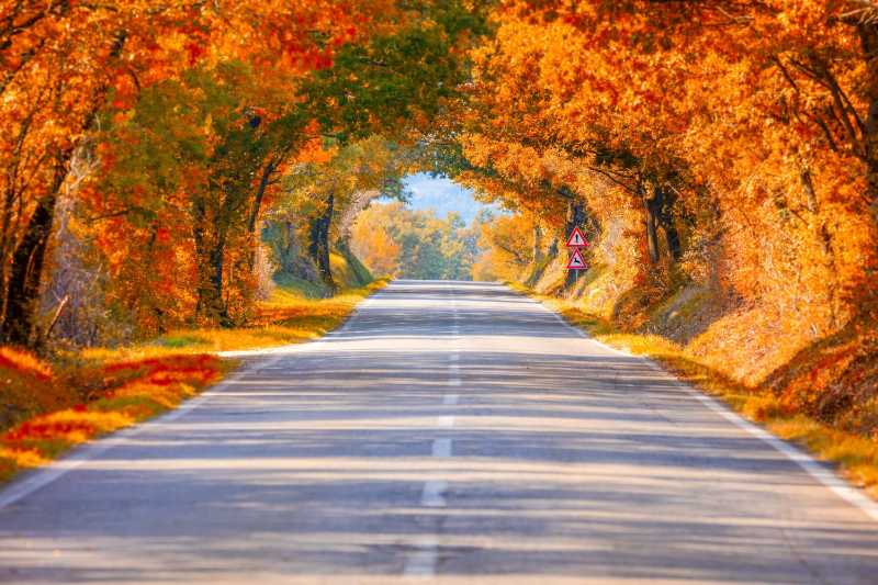Autumn fall road landscape trees tunnel