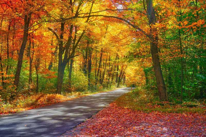 autumn forest road and trees - jigsaw puzzle