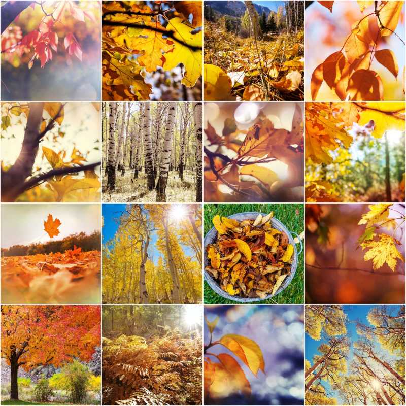 Autumn Season Collage with Vibrant Yellow and Orange Leaves