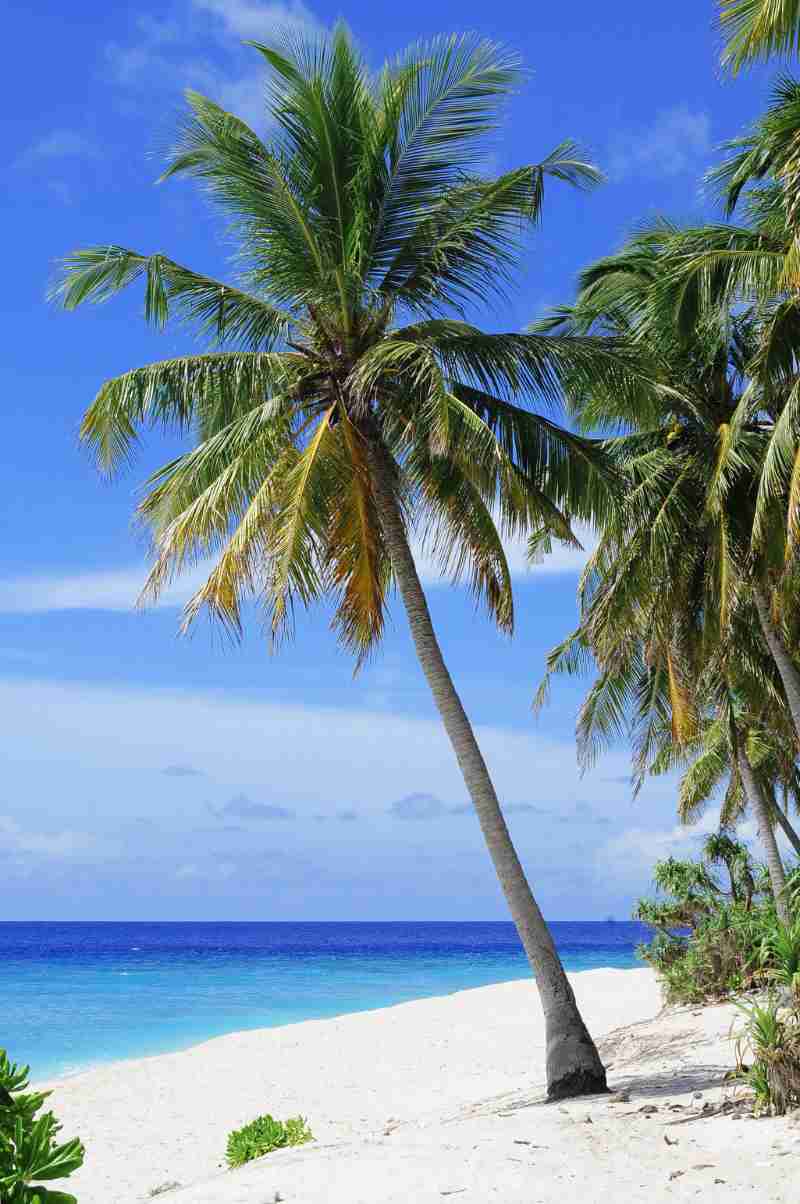 beach palm trees sea ocean - jigsaw puzzle