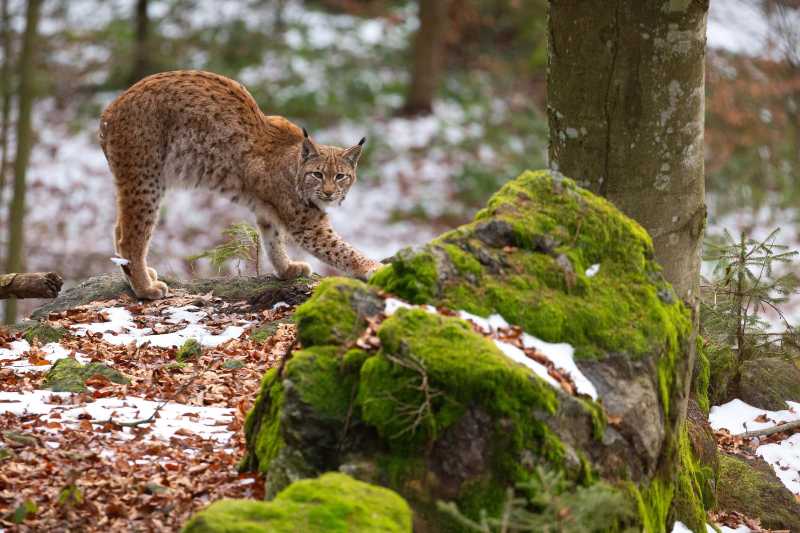 自然の生息地に生息する美しく絶滅危惧種のユーラシアオオヤマネコ