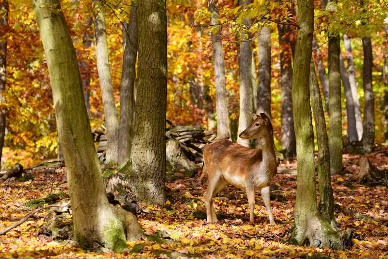 Beautiful color background of autumn nature in the woods with wild deer