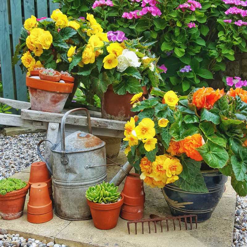 Begonia display summer plants