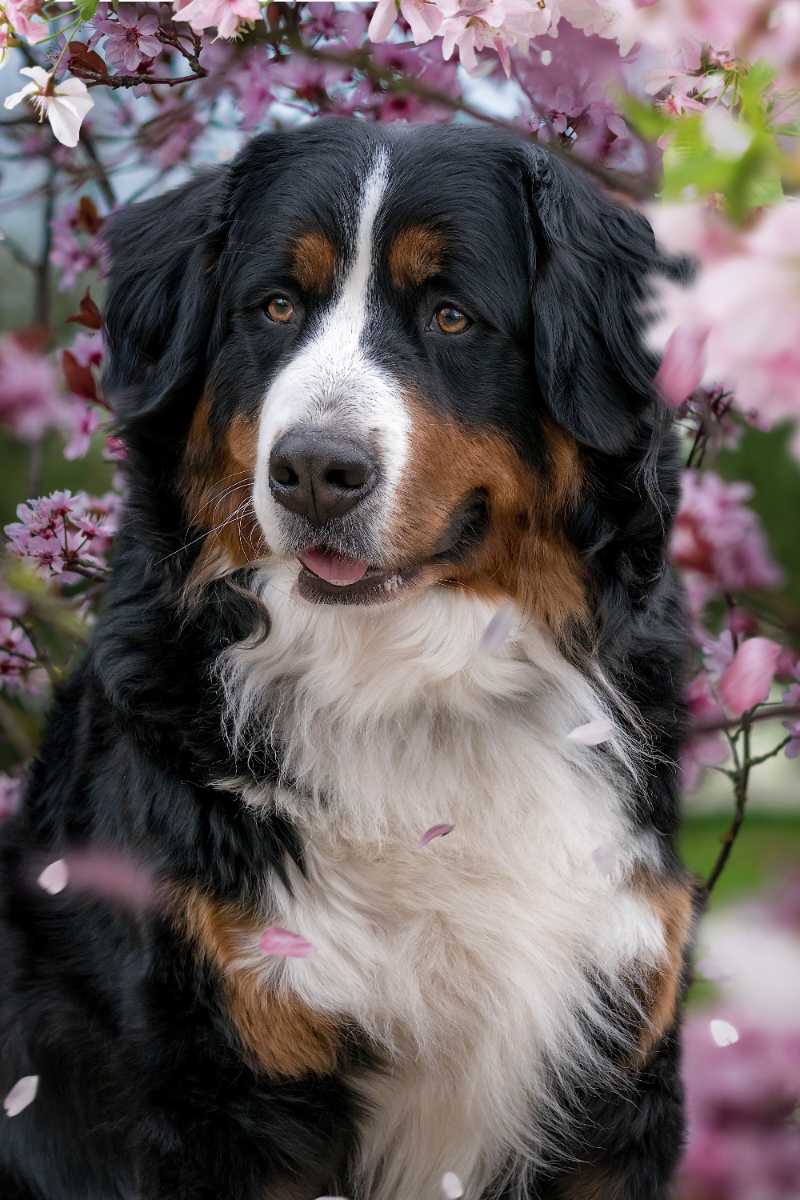 bernese mountain dog cherry blossoms - jigsaw puzzle