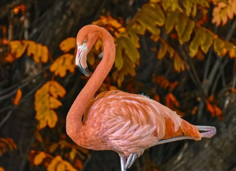 bird flamingo ornithology species - jigsaw puzzle