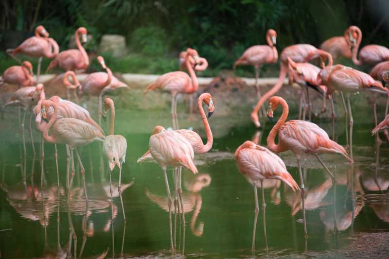 bird flamingo water plumage family - jigsaw puzzle