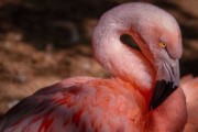 bird flamingo ornithology species - jigsaw puzzle