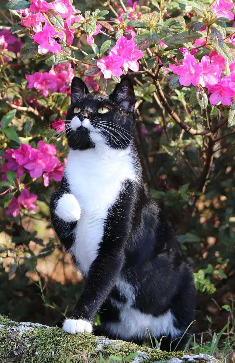 black and white cat under pink flowers - jigsaw puzzle