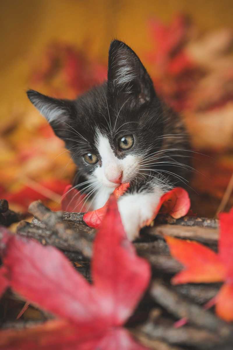 Black and White Kitten Playing in Red Fall Foliage