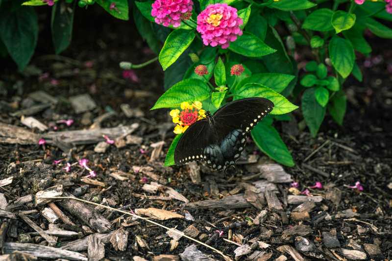 Black Swallowtail Butterfly on Vibrant Pink Lantana Flowers