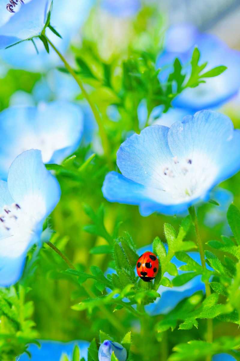 blue flowers and ladybug - jigsaw puzzle