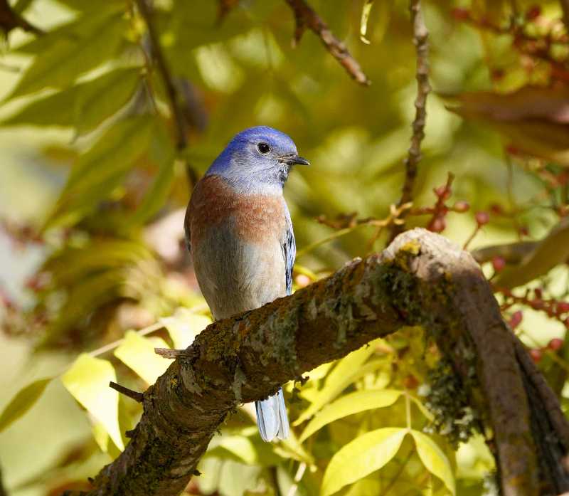 bluebird bird branch perched - jigsaw puzzle