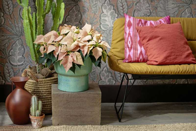 Blush Pink Poinsettia Decor Tropical Boho Living Room Styling Ideas