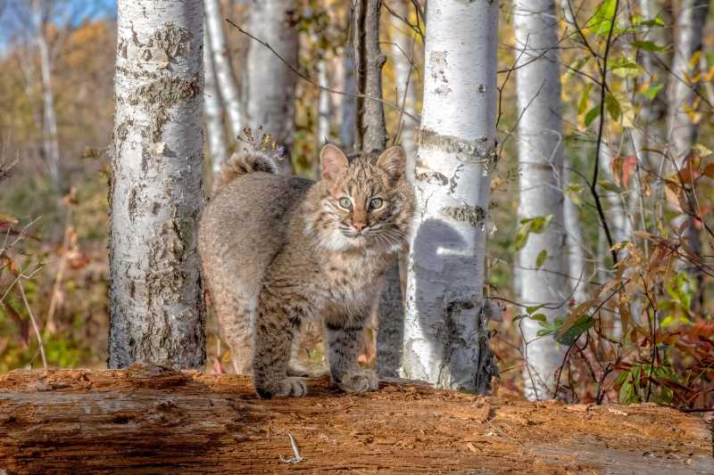 Lince rojo en el bosque de abedules en otoño