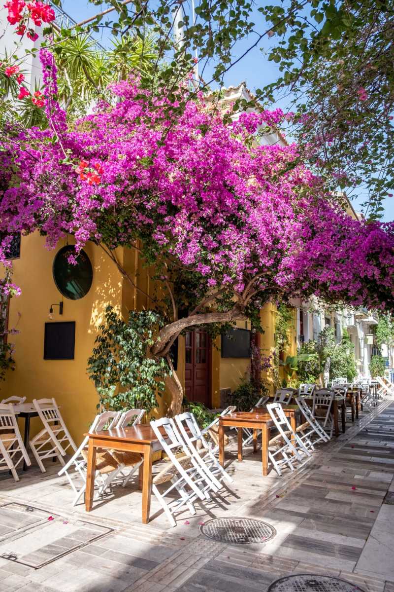Bougainvillea blooming magenta color flowers nafplio old town street greece