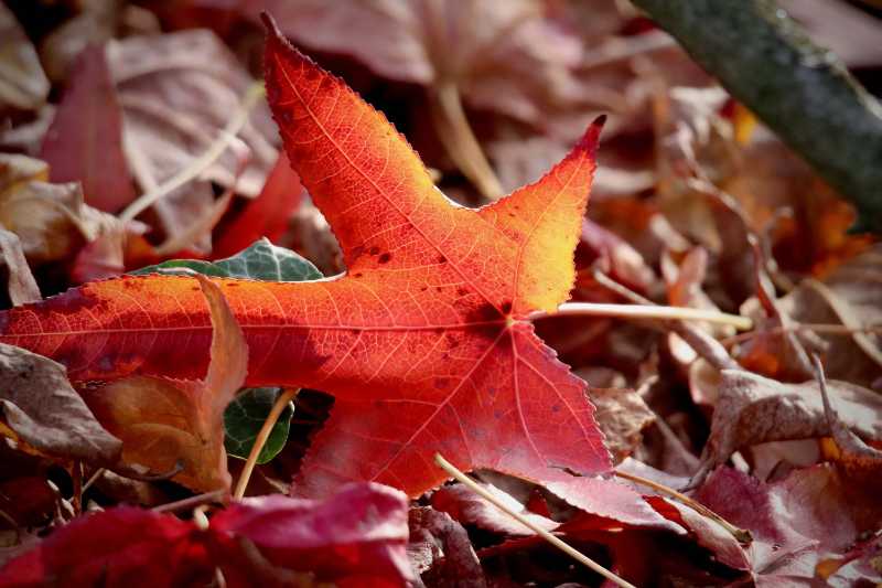 Brilliant Fall Colors Star-Shaped Leaf on Forest Floor