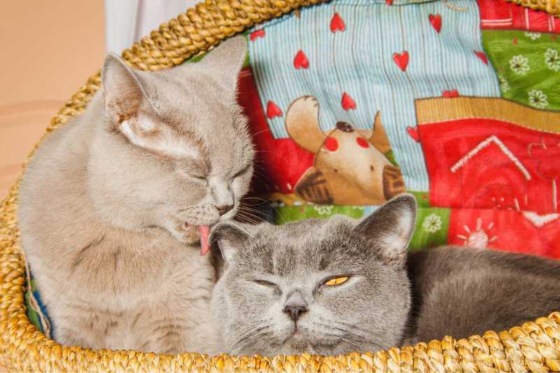 British blue cats in a wicker straw basket