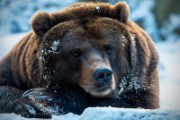 brown bear bear nature animal - jigsaw puzzle