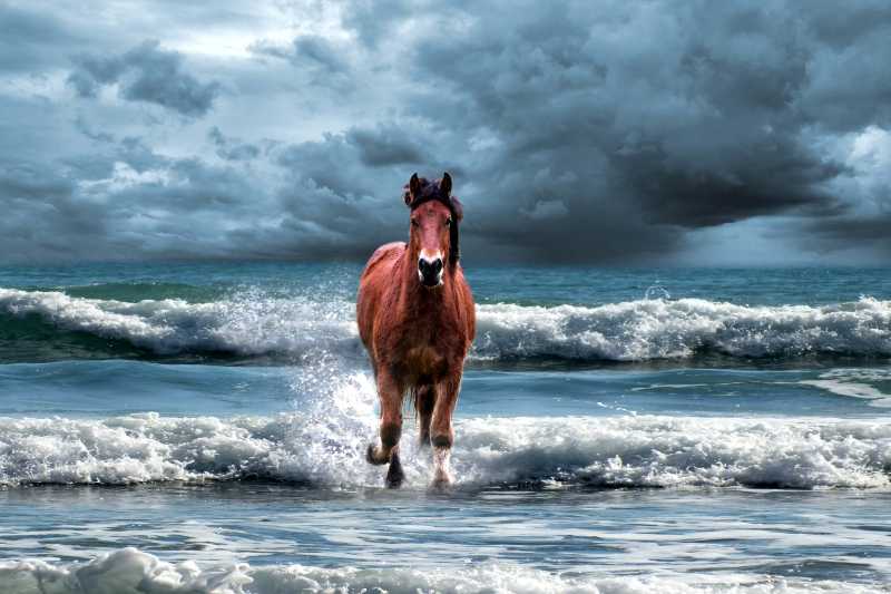 Brown Horse Running on Beach Waves Wild Mustang on a Cloudy Shore